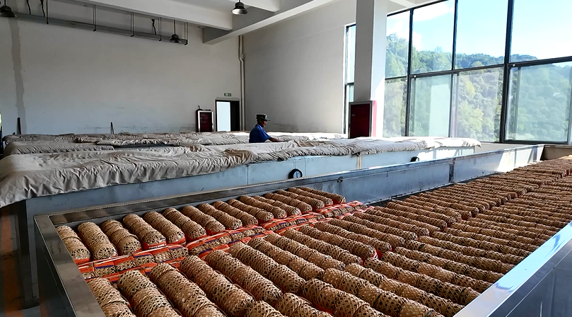 祁门县 安茶精制正当时 乡村振兴“金叶子”